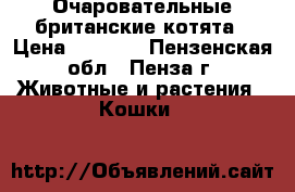 Очаровательные британские котята › Цена ­ 1 200 - Пензенская обл., Пенза г. Животные и растения » Кошки   